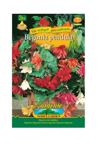 Begonia převislá Směs 3 ks