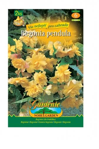 Begonia převislá Yellow 2 ks