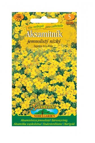 Aksamitník jemnolistý nízký