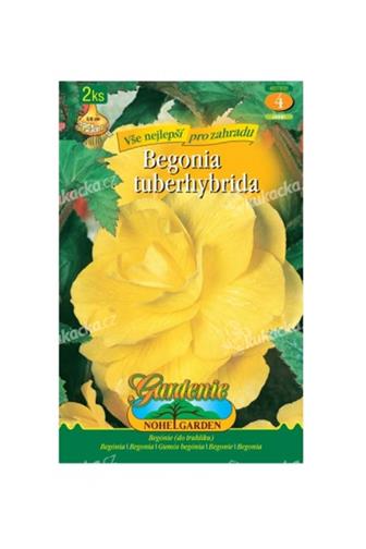 Begonia žlutá VE 2 ks