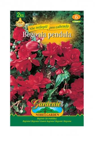Begonia převislá Red 2 ks