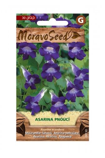 Asarina pnoucí fialová 85 semen