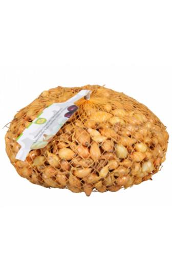 Cibule sazečka Všetana 500g