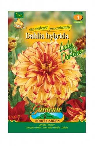 Dahlia Jiřina Lady Darlene 1 ks